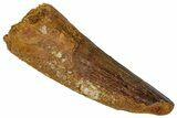 Fossil Spinosaurus Tooth - Feeding Worn Tip #360133-1